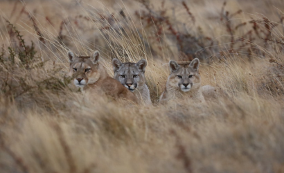 Patagonia Puma Tracking