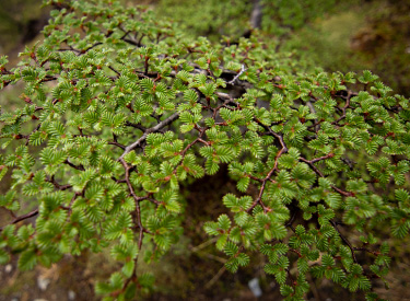 Compensación de carbono y reforestación ancestral: El compromiso de Chile Nativo con el medio ambiente
