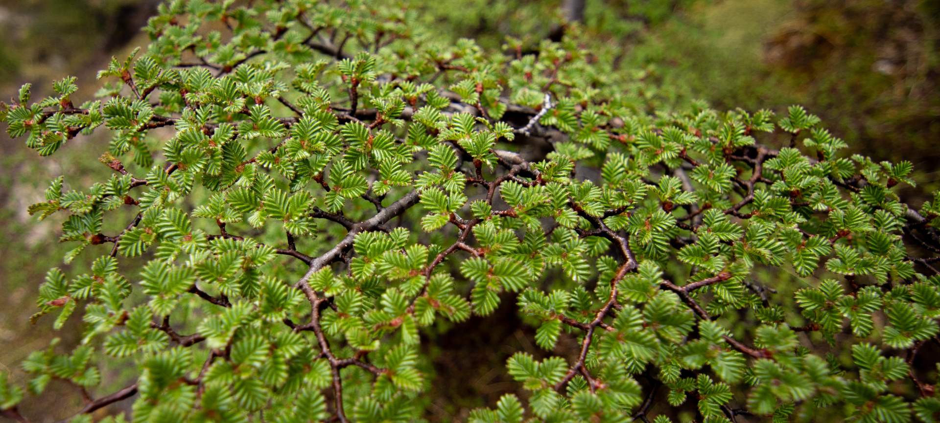 Compensación de carbono y reforestación ancestral: Nuestro compromiso
