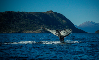 Avistamiento de ballenas jorobadas
