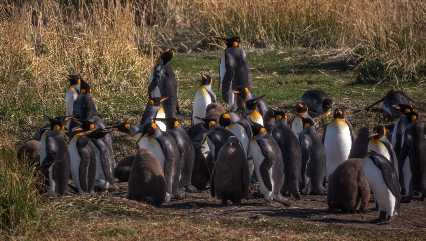 Day 6 - Visit to King Penguin Reserve