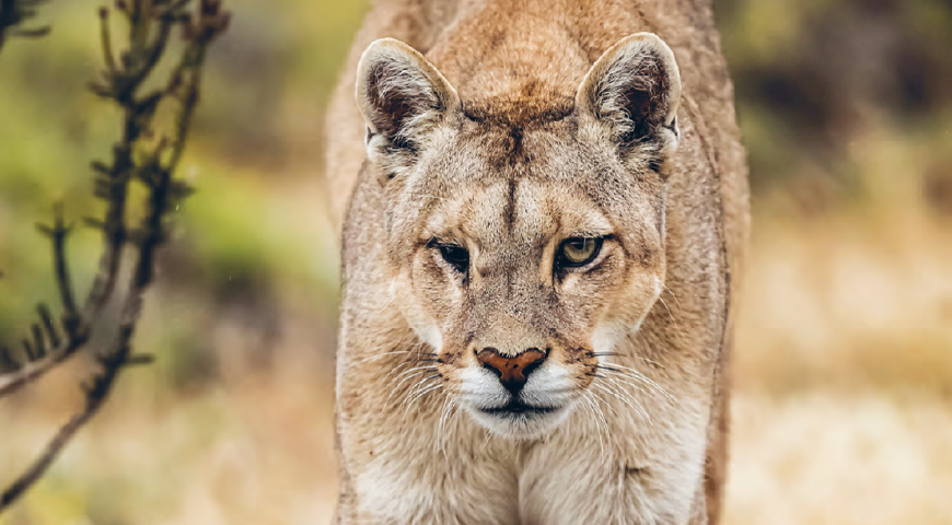 Día 1 - Excursión de día completo de avistamiento de pumas y safari fotográfico Día 1 - Excursión de día completo de avistamiento de pumas y safari fotográfico