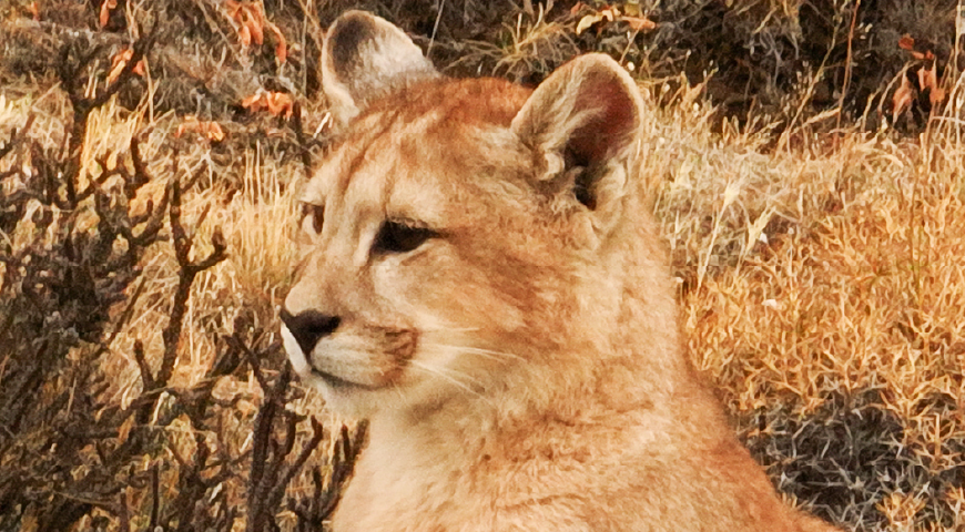 Día 1 - Excursión de día completo de avistamiento de pumas y safari fotográfico Día 1 - Excursión de día completo de avistamiento de pumas y safari fotográfico