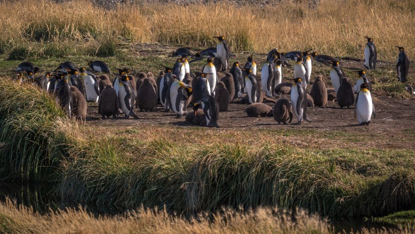 Day 6 - Visit to King Penguin Reserve