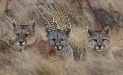 PUMA TRACKING