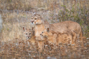 Pumas in Torres del Paine National Park 
