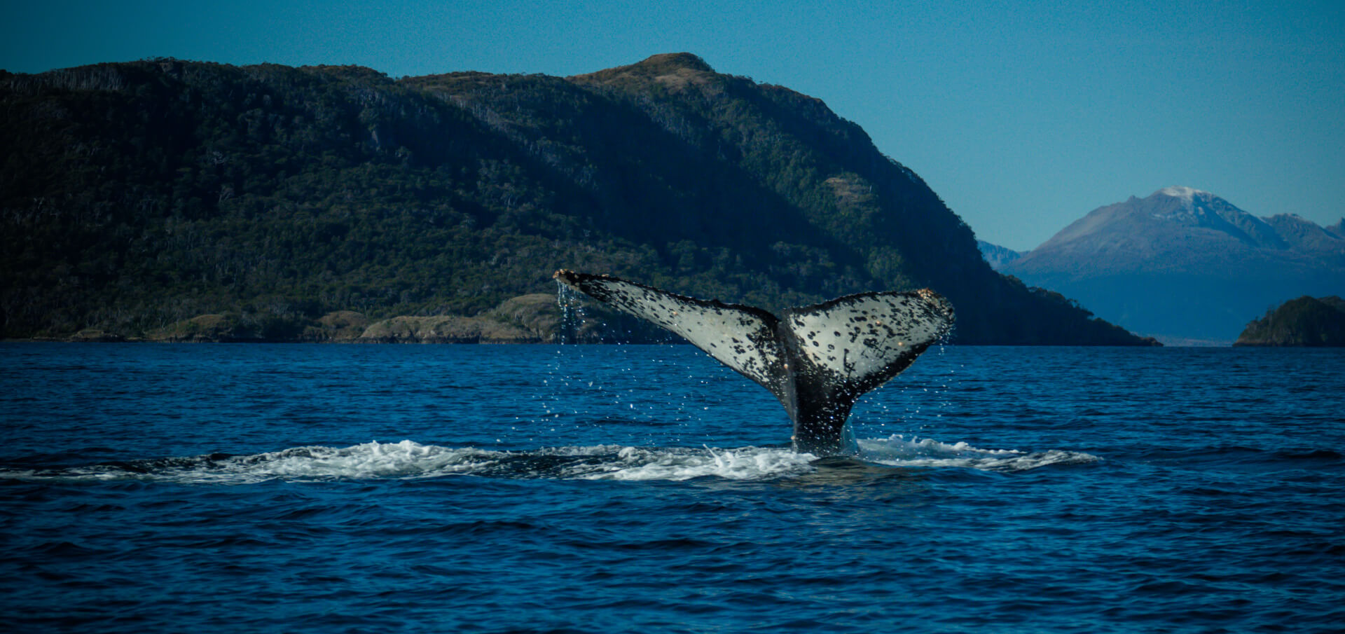 AVISTAMIENTO DE BALLENAS JOROBADAS