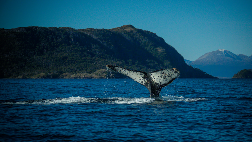 Día 3 - Regreso por el Estrecho de Magallanes