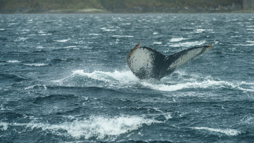 Día 2 - Navegando entre gigantes marinos