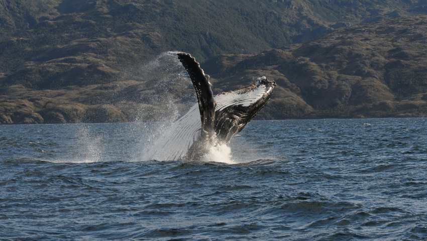 Día 1 - Navegación hacia Isla Carlos III