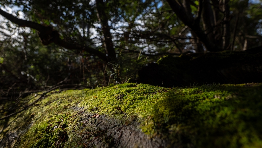 Day 2 - Forest Bathing Immersion Along the Serrano River