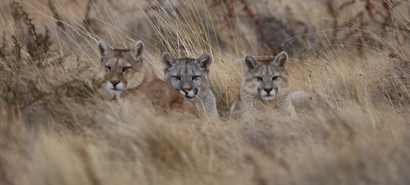 Puma Tracking in Torres del Paine: Following the Footsteps of Patagonia’s Great Feline
