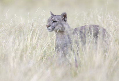 Puma Tracking in Torres del Paine: Following the Footsteps of Patagonia’s Great Feline