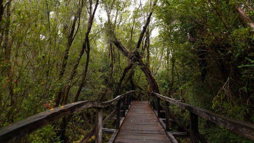 Day 4 - Chiloé culture & cuisine