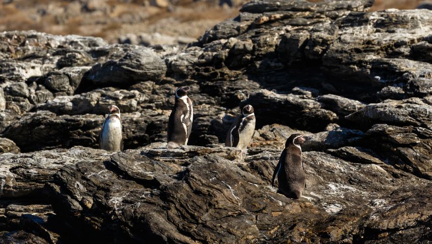 Day 3 - Chiloé Island, penguins & traditional flavors
