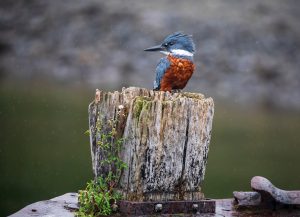Ringed Kingfisher in Patagonia 