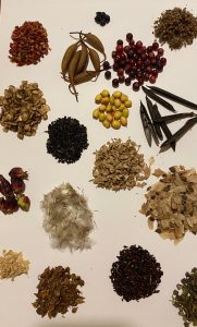 Native seeds collected for the native plant nursery in Torres del Paine